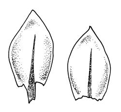 Bryum argenteum, leaves. Drawn from W. Martin 57.10, CHR 515790, K.W. Allison 2455, CHR 577448, and B.P.J. Molloy s.n., 7 Mar. 1972, CHR 164170.
 Image: R.C. Wagstaff © Landcare Research 2015 